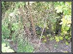 IMG_7078.JPG